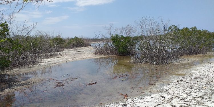 Solicitan intervención de Medio Ambiente por sequía de manglares en Playa Estero Balsa