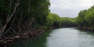 Cebamder solicita a Medio Ambiente aplicar plan para proteger Parque Manglares Estero Balsas