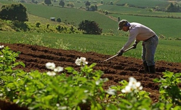 Instituciones del Estado apoyarán proyectos de productores agropecuarios
