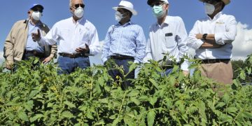 Gobierno a través de Agricultura irá en auxilio de productores de tomate
