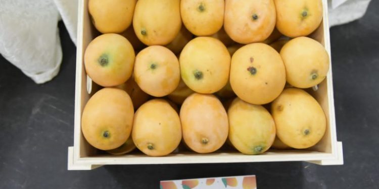 Buscan duplicar producción de mango para exportación