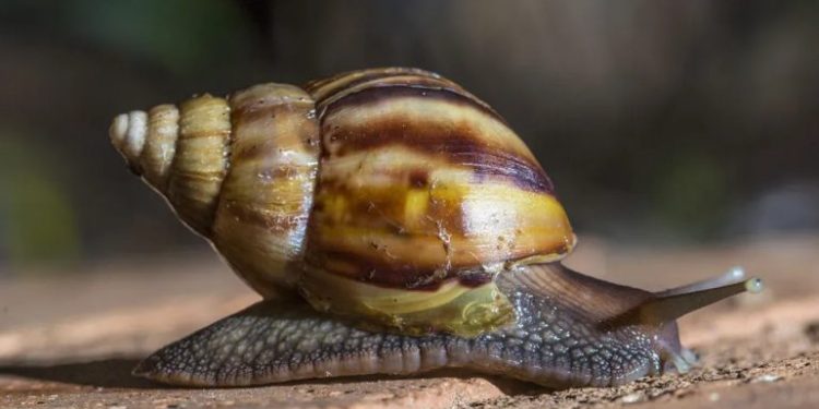 Caracol Africano, una amenaza a la agricultura y la salud humana