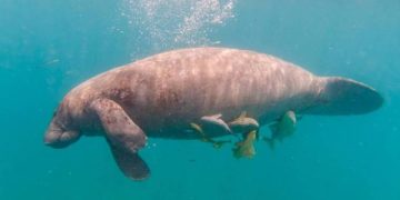 Medio Ambiente: muerte de manatí Juanita fue de un infarto