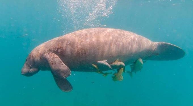 Medio Ambiente: muerte de manatí Juanita fue de un infarto
