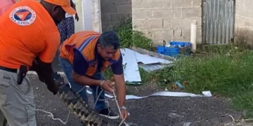 Defensa Civil captura cocodrilo encontrado en comunidad Anamuya, en Higüey