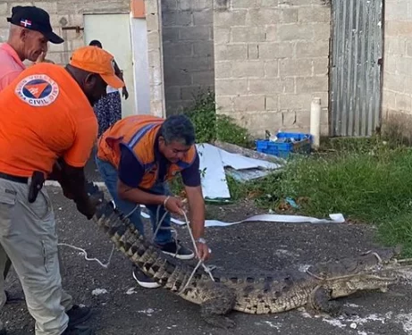 Defensa Civil captura cocodrilo encontrado en comunidad Anamuya, en Higüey