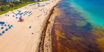 Embajador de Israel en RD exhorta al país a “sacarle dinero al sargazo”