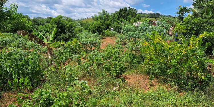 Campesinos de Don Juan denuncian son amenazados por Anderson De los Santos y otros funcionarios de Monte Plata