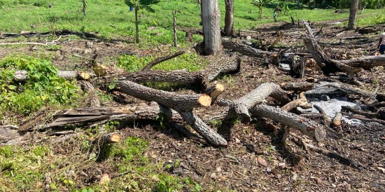 Condenan a dos años de prisión a nacional haitiano por corte y quema de árboles en El Seibo