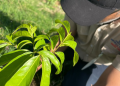 Medio Ambiente inicia Mes de la Reforestación plantando más de 14,000 ejemplares de especies de flora