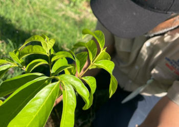 Medio Ambiente inicia Mes de la Reforestación plantando más de 14,000 ejemplares de especies de flora