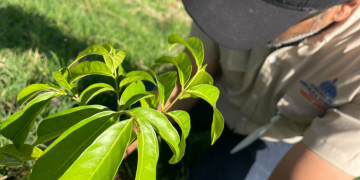 Medio Ambiente inicia Mes de la Reforestación plantando más de 14,000 ejemplares de especies de flora